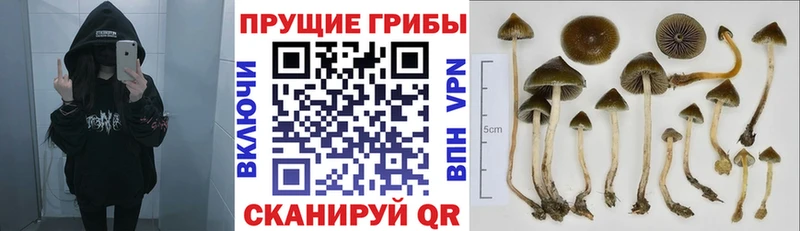 Галлюциногенные грибы Psilocybine cubensis  нарко площадка формула  Красный Сулин 
